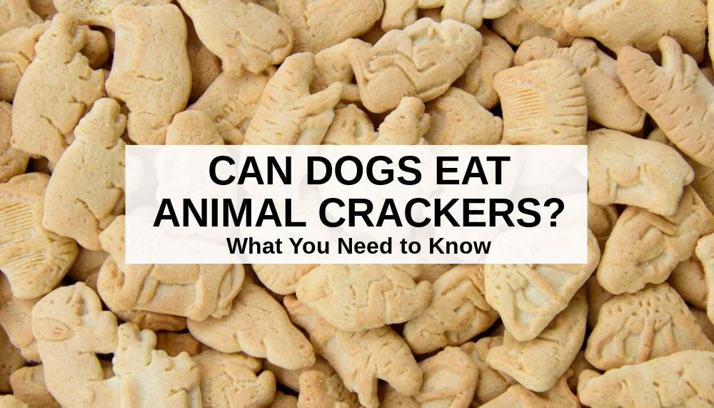 Can Dogs Eat Animal Crackers This Is What You Need To Know