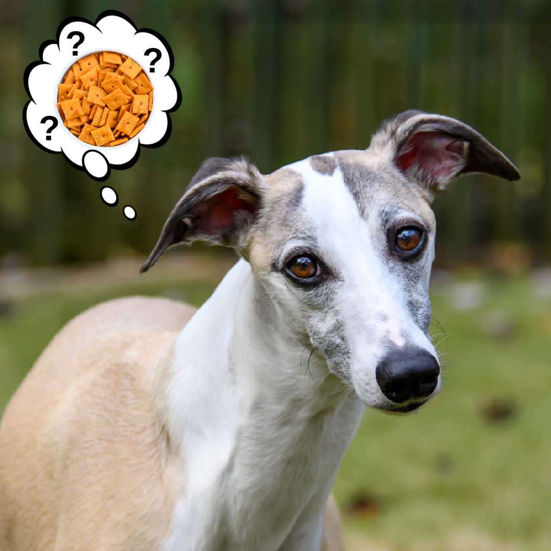 Can Dogs Eat Cheez Its What You Need To Know can-dogs-eat-cheez-its-what-you-need-to-know
