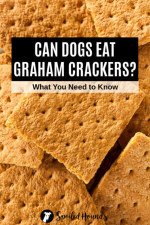 Can Dogs Eat Graham Crackers? What You Need To Know