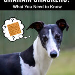 dog wondering about graham crackers