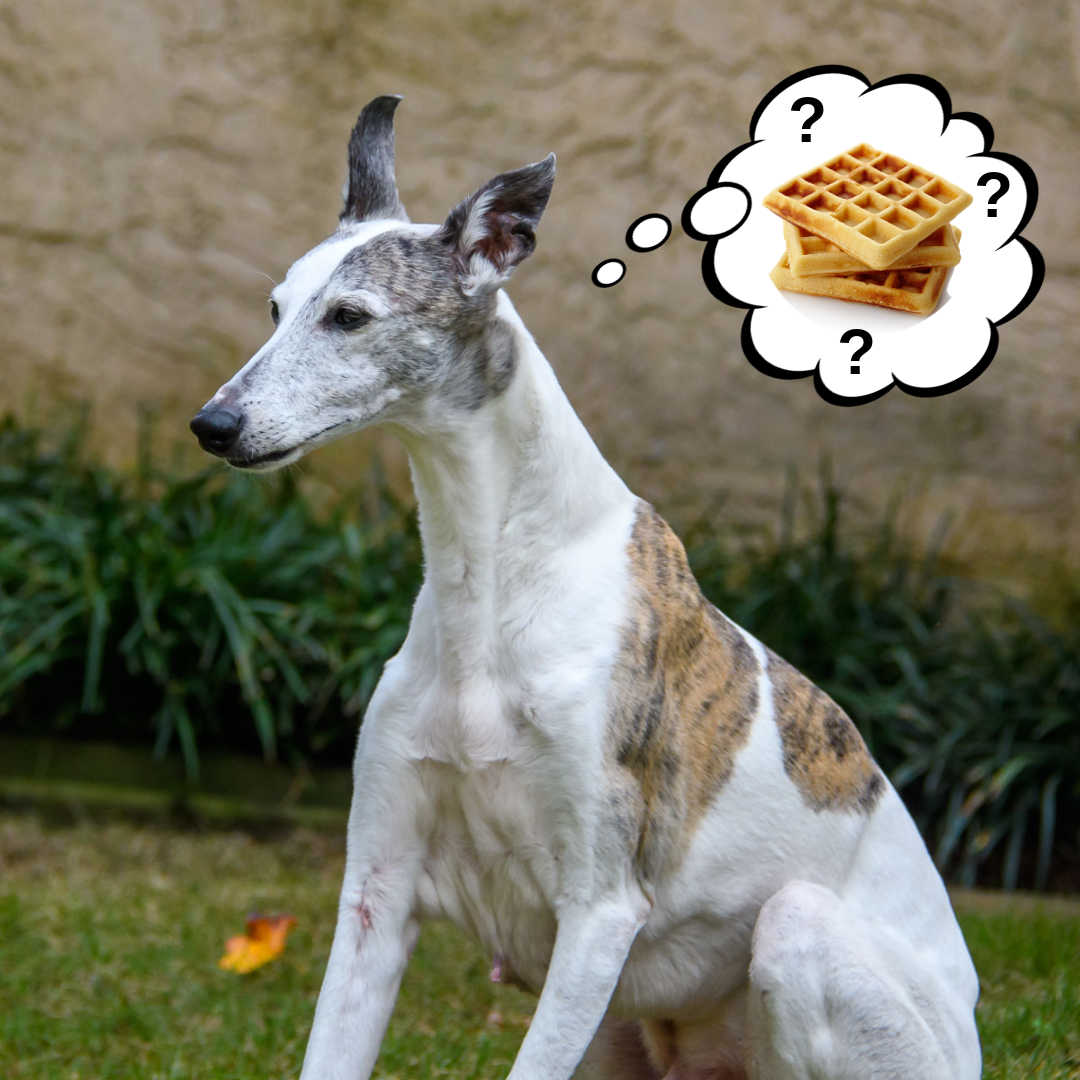 dog wondering about waffles