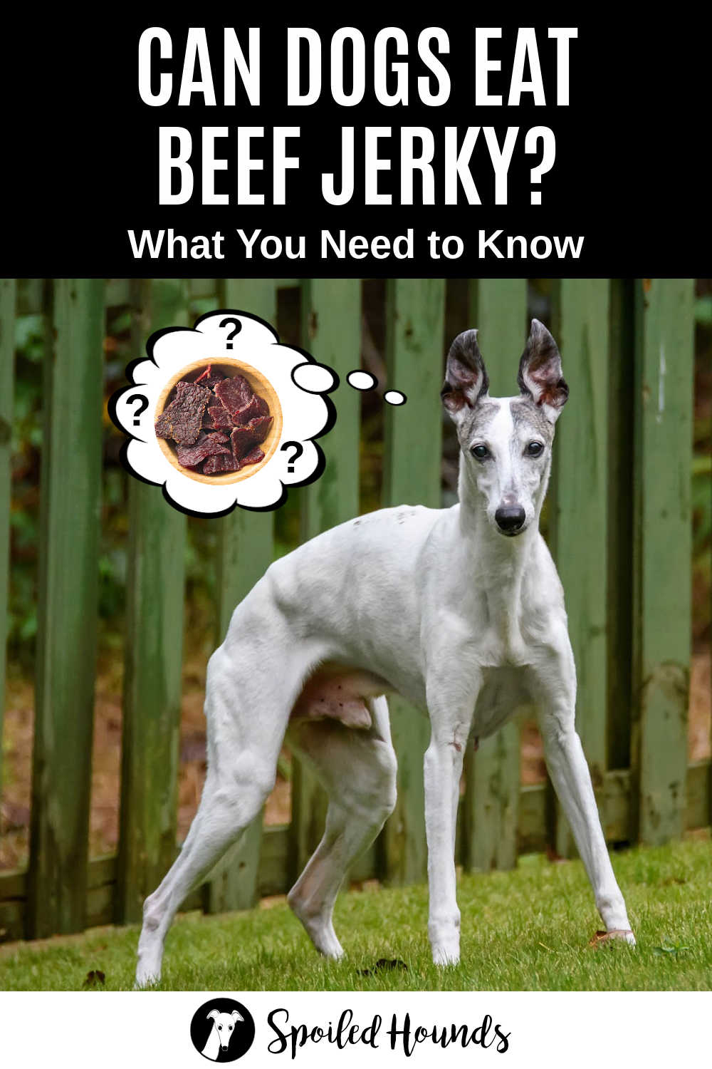 whippet dog wondering about beef jerky