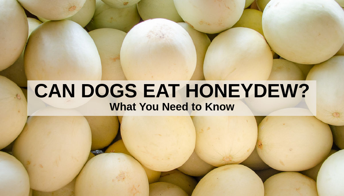 Can Dogs Eat Honeydew? What to Know About Dogs and ...