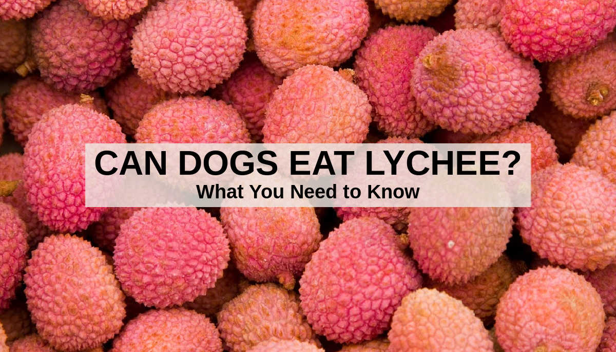 can dogs eat pomelo fruit