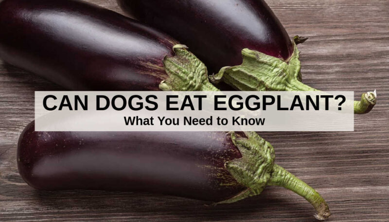 Can a Dog Eat Eggplant 