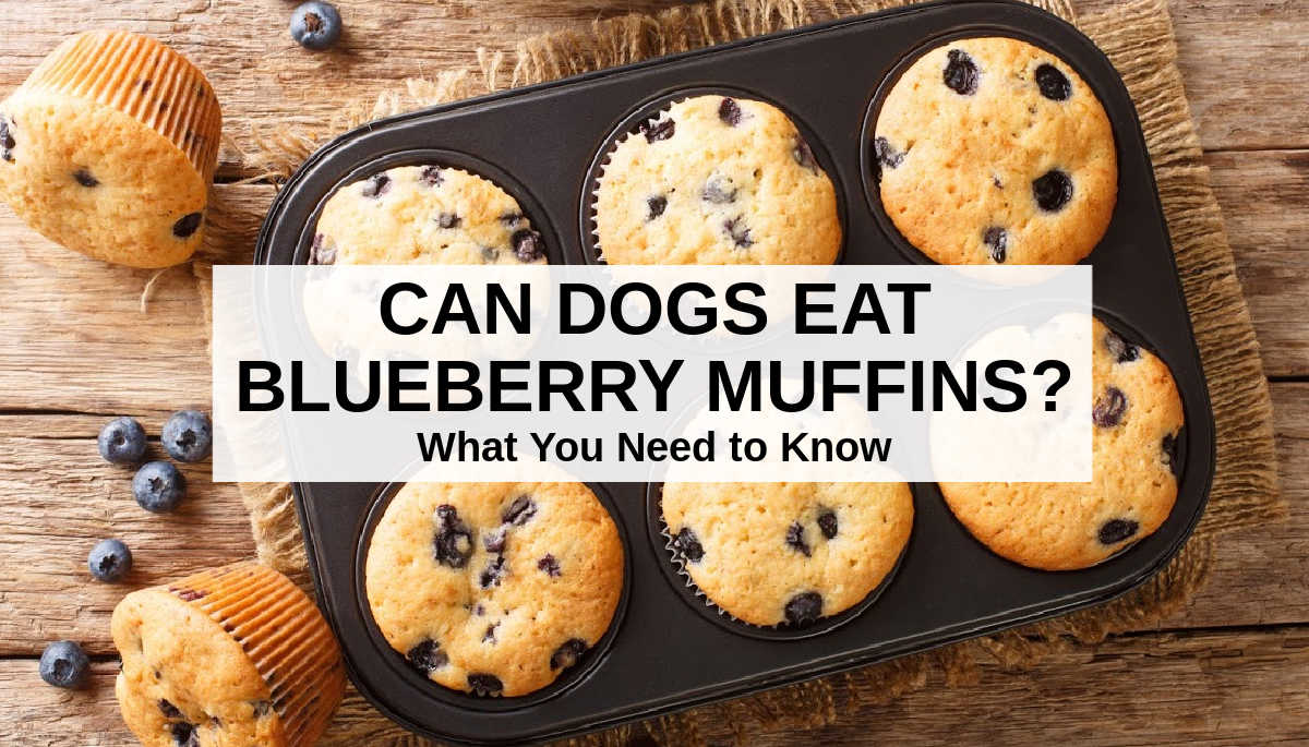 are blueberry bagels bad for dogs