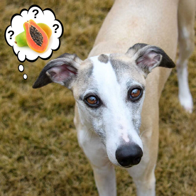 dog wondering about papaya