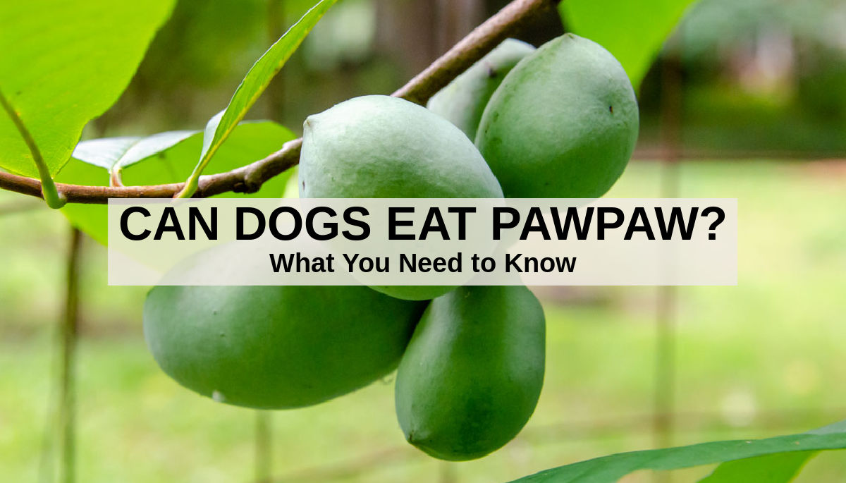 Can Dogs Eat Pawpaw What To Know About Dogs And Pawpaw