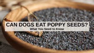 Can Dogs Eat Poppy Seeds? This Is What You Need To Know