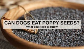 closeup of a bowl of poppy seeds