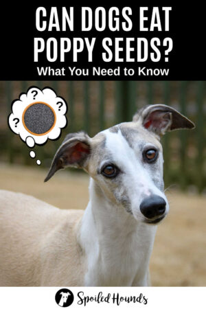 Can Dogs Eat Poppy Seeds? This Is What You Need To Know