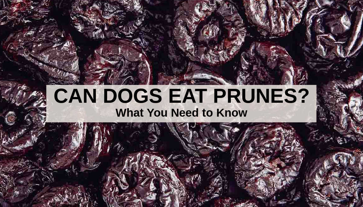 Can Dogs Eat Prunes? What To Know About Dogs And Prunes