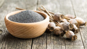 Can Dogs Eat Poppy Seeds? This Is What You Need To Know