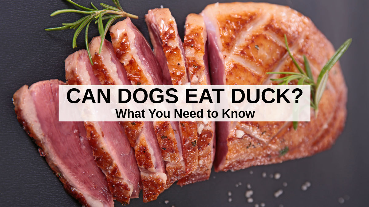 can dogs eat spoiled raw meat