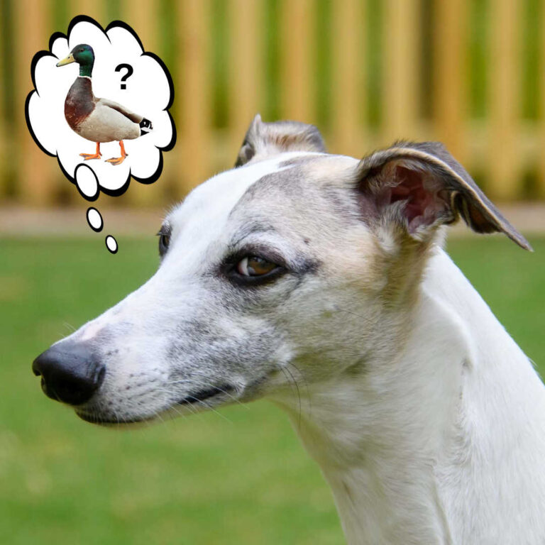Can Dogs Eat Duck? What You Need To Know