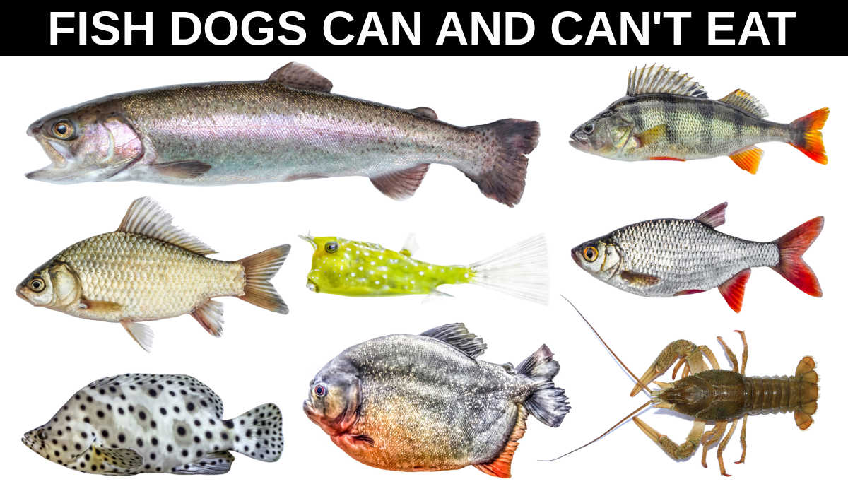 Fish Dogs Can Eat and Fish Harmful to Dogs Spoiled Hounds