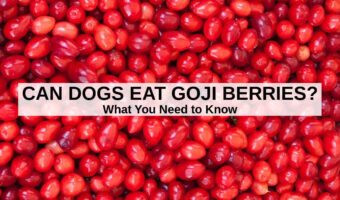 a pile of fresh goji berries