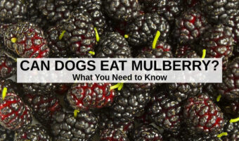 fresh mulberry berries