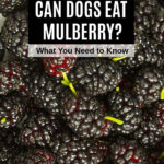 a bunch of mulberry berries