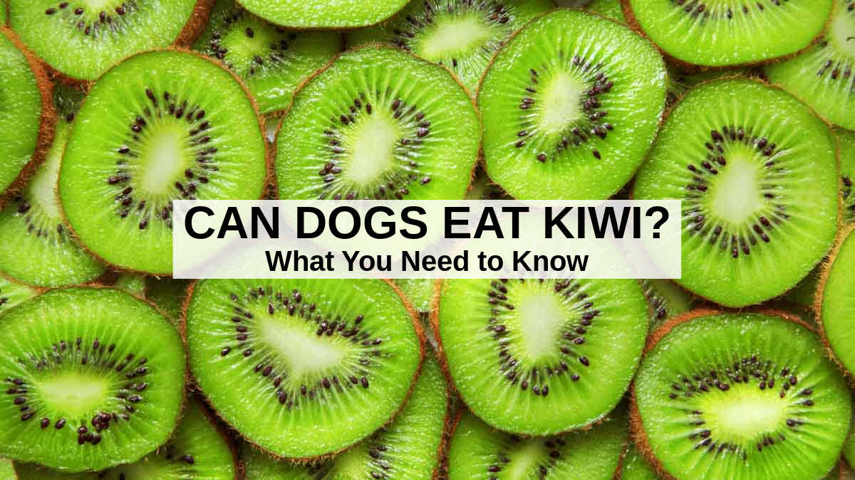 can dogs eat kiwi fruit