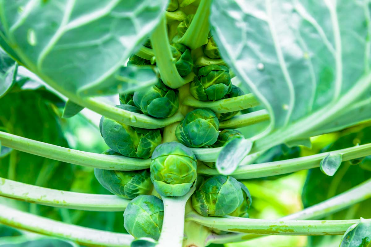 Brussels sprouts plant, stalk, and leaves