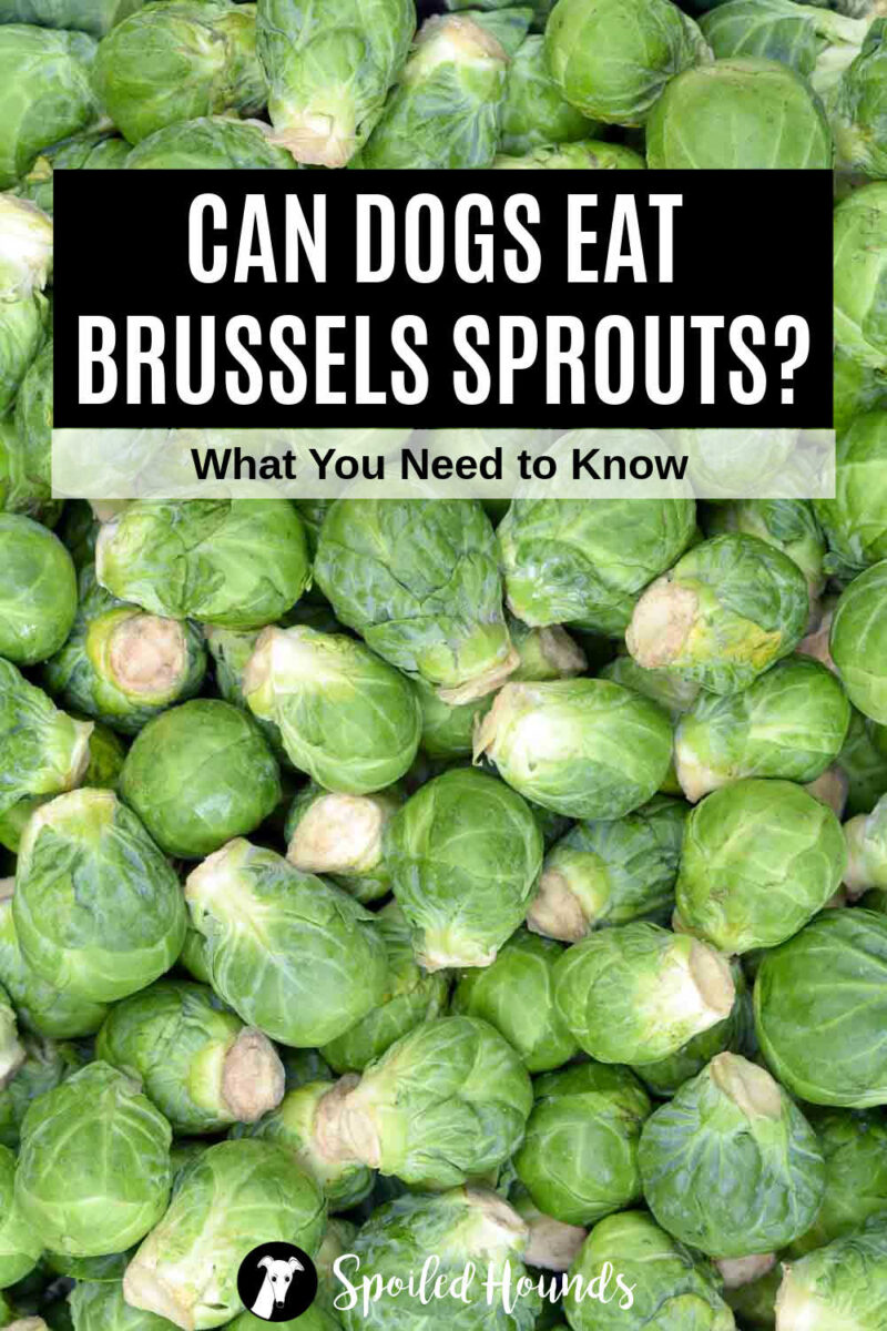 are dogs allowed brussel sprouts