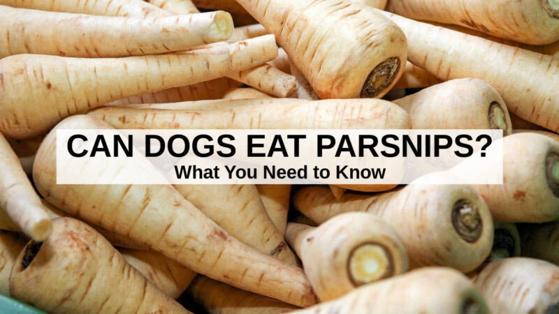 Image showcasing Can Dogs Eat Parsnips? What to Know About Dogs and Parsnips