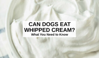 closeup of whipped cream in a bowl