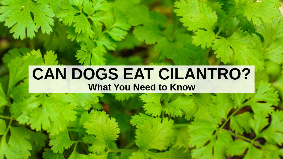 Can Dogs Eat Cilantro? What You Need To Know - Spoiled Hounds