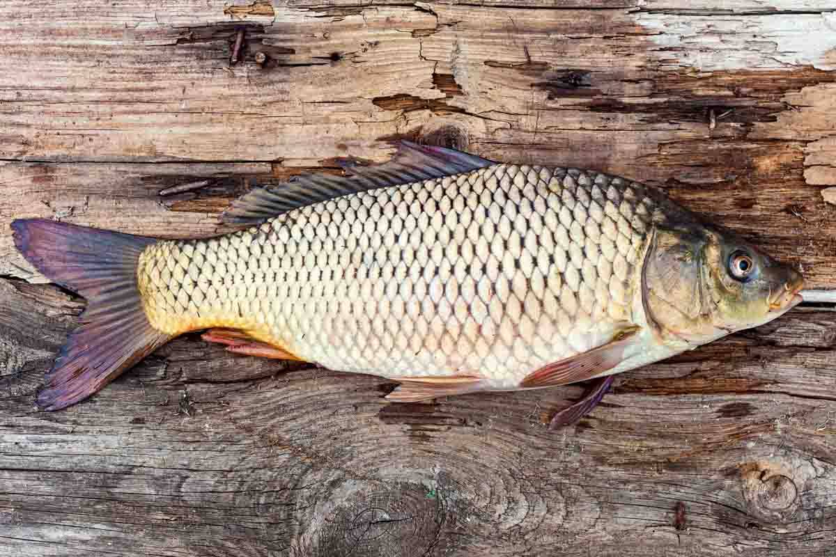 carp fish on wood surface