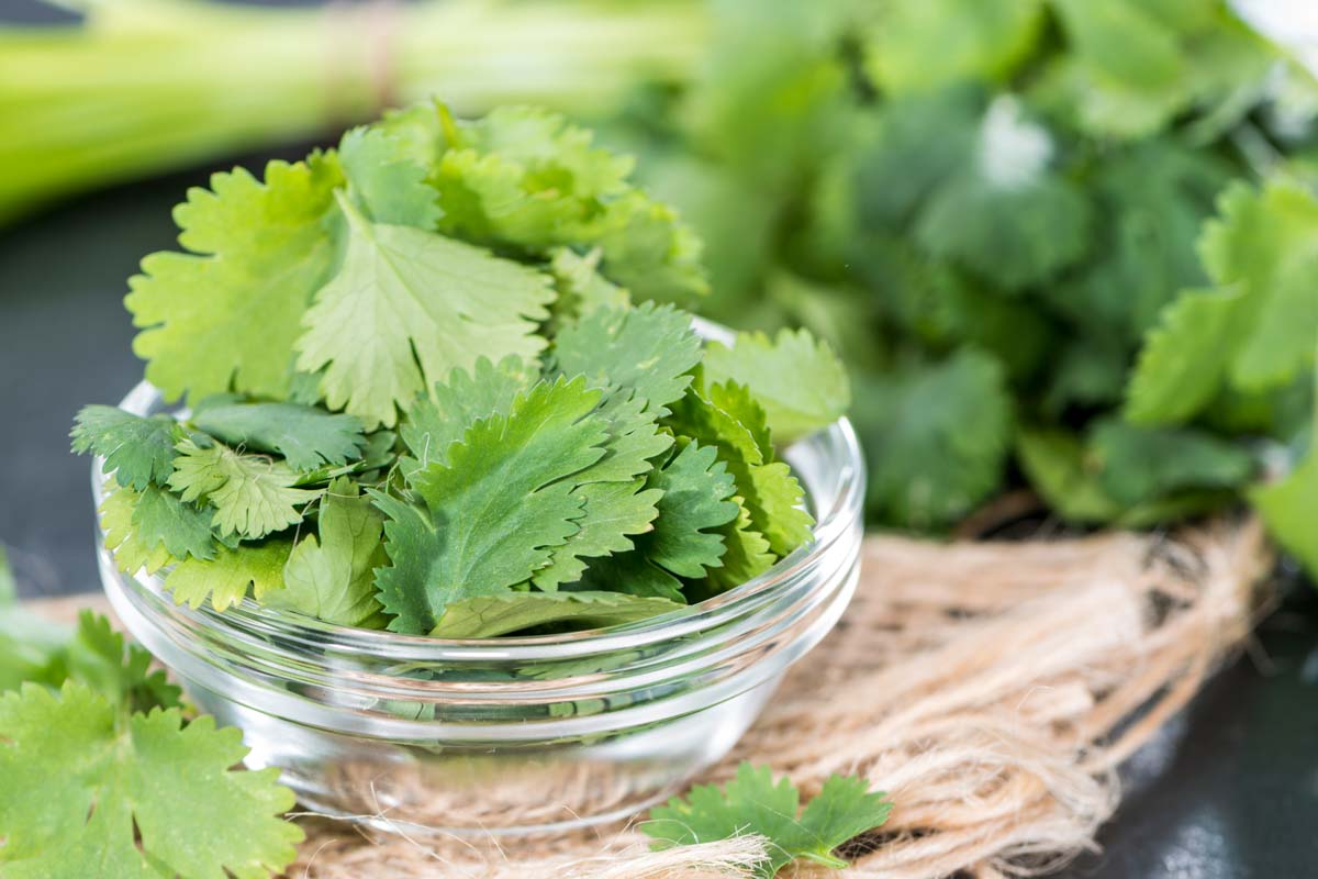 fresh cilantro leaves in a bowl