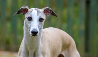 fawn colored whippet dog with brown eyes.