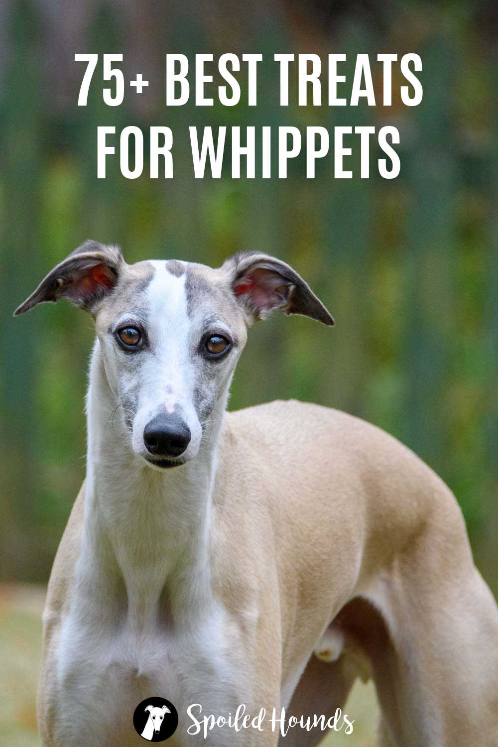 fawn colored whippet dog.