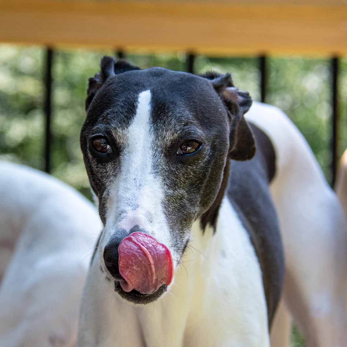 whippet dog licking his nose.
