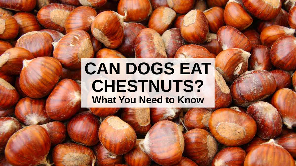 a bunch of sweet chestnuts.
