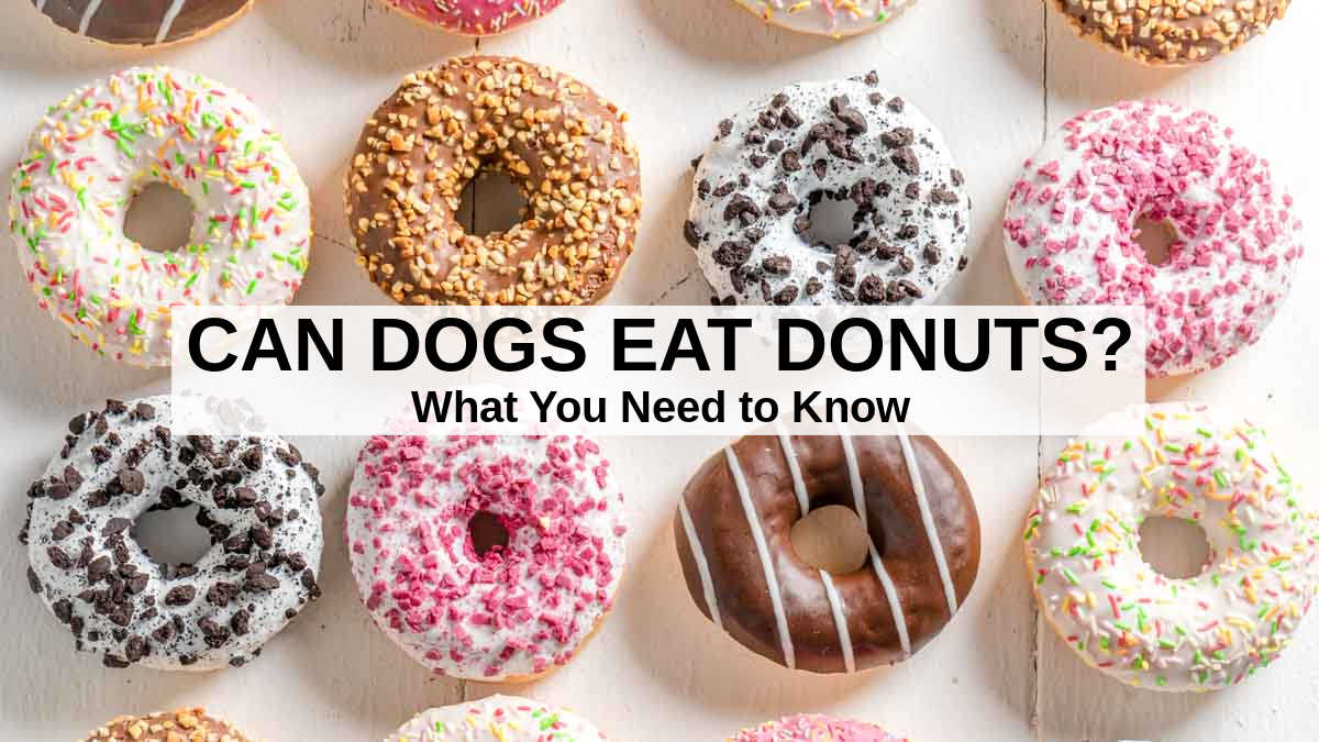 are donuts really that bad for dogs