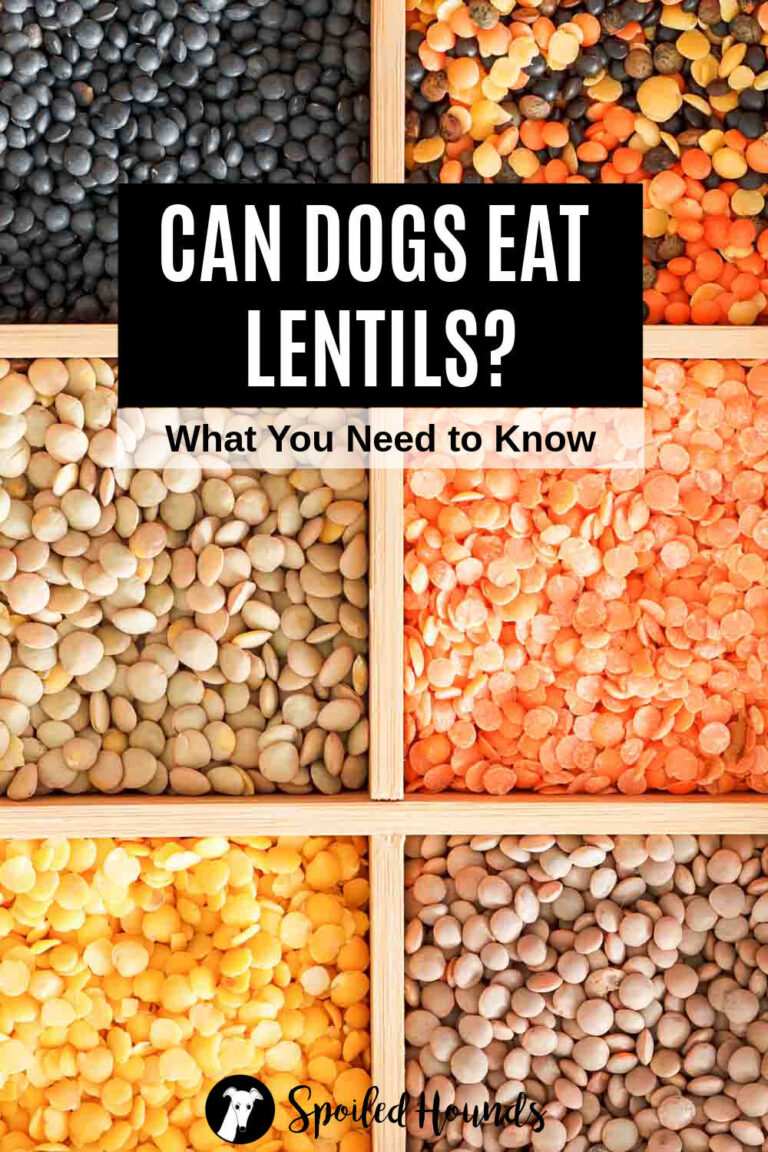 Can Dogs Eat Lentils? What You Need To Know