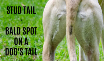 dog's tail with a bald spot