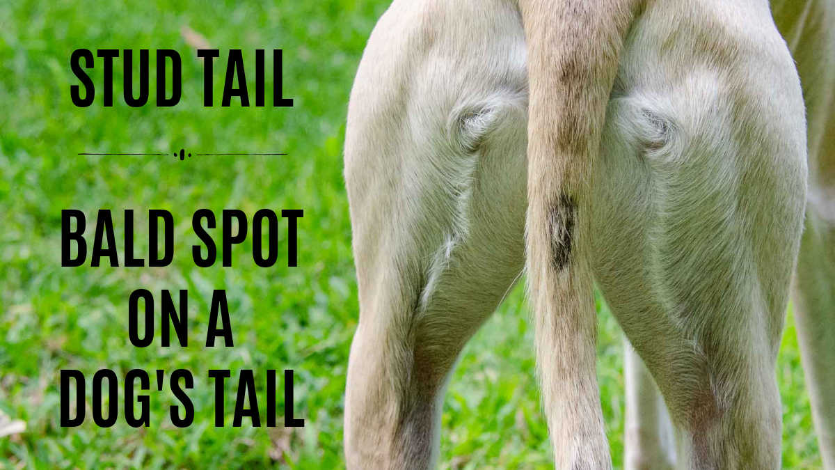 dog's tail with a bald spot