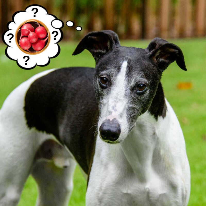 dog wondering about radishes.