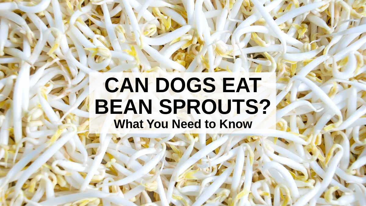 Can Dogs Eat Bean Sprouts? What You Need To Know - Spoiled Hounds