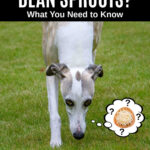 whippet dog wondering about bean sprouts.