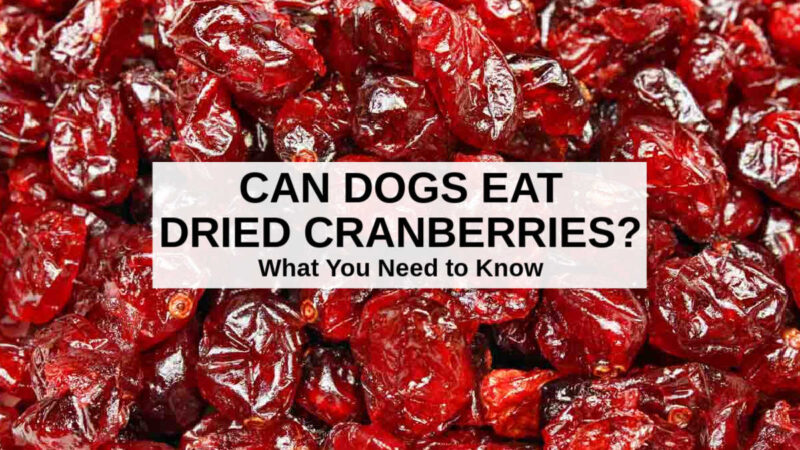 Can Dogs Eat Dried Cranberries? What You Need To Know
