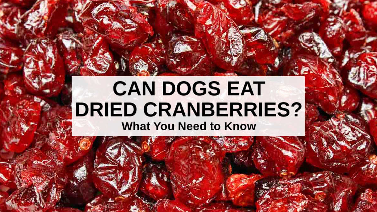 what dried fruit good for dogs