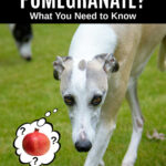 whippet dog wondering about pomegranate.
