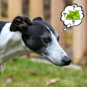 Can Dogs Eat Seaweed? What You Need To Know