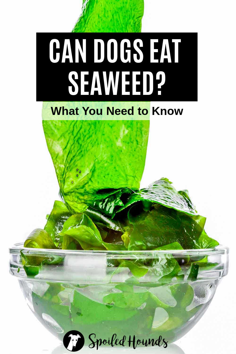a bowl of fresh green seaweed.