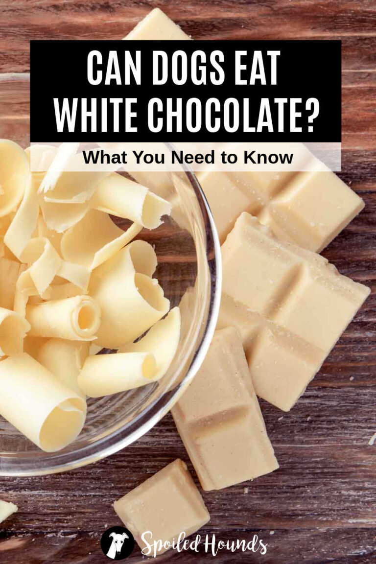 Can Dogs Eat White Chocolate? What You Need To Know