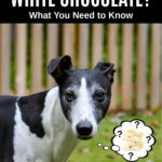 whippet dog wondering about white chocolate.