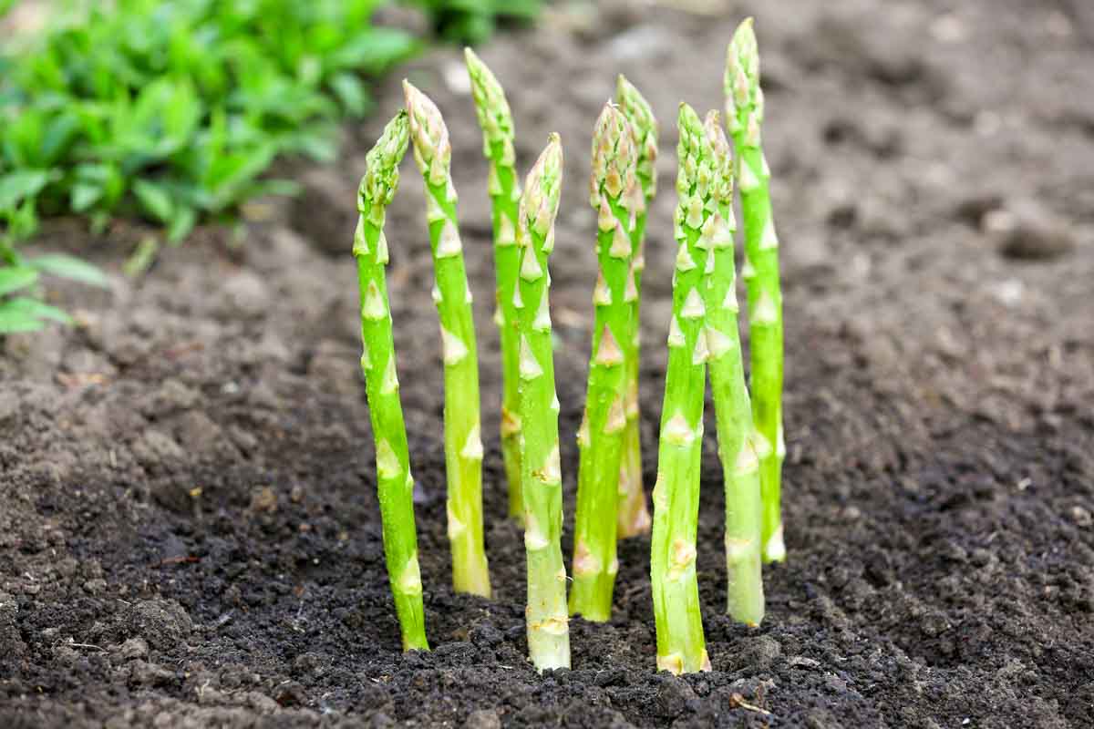 asparagus growing in a garden.